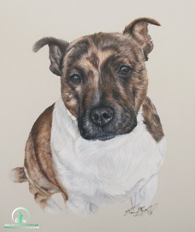 Brindle Staffordshire Bull Terrier portrait in Coloured pencils