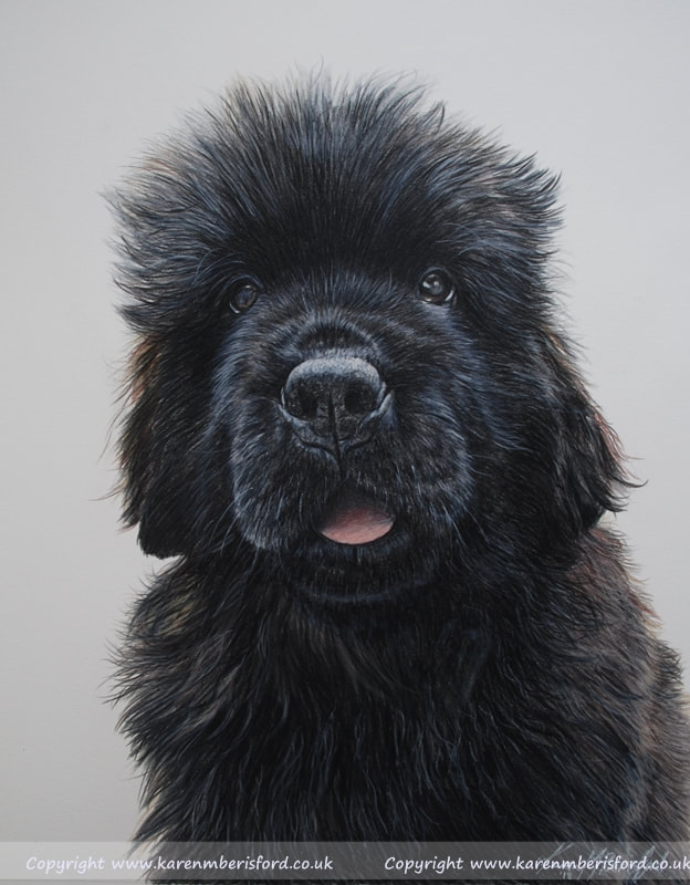 Newfoundland dog coloured pencil portrait