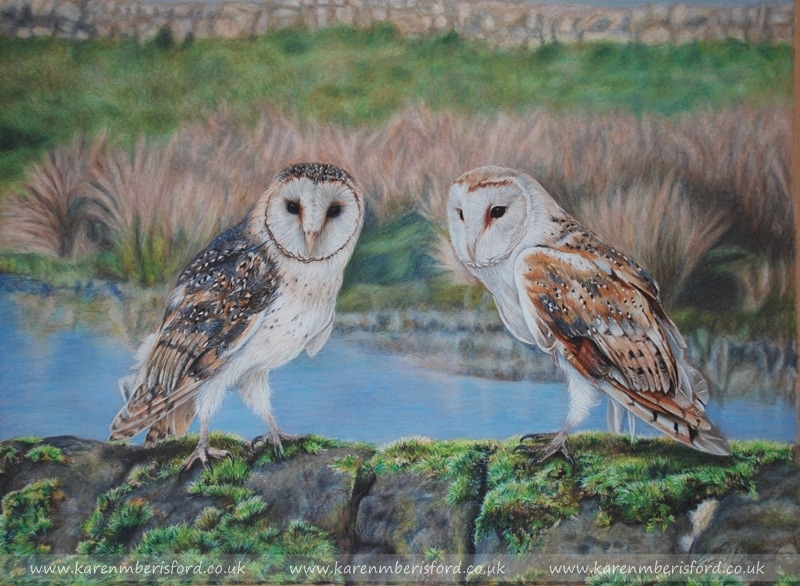Pencil portrait of a Male and Female Barn Owls on a mossy wall in Northumberland