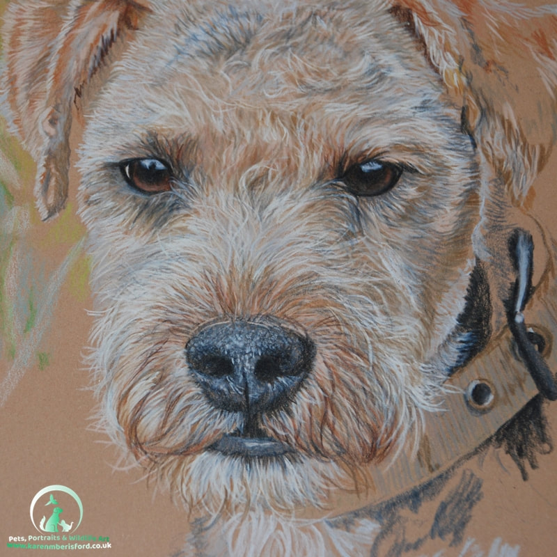 Progress of a coloured pencil drawing of an Airedale/Paterdale Terrier cross dog called Dave