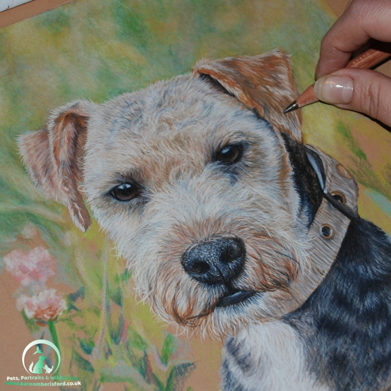 Coloured pencil drawing of an Airedale/Paterdale dog