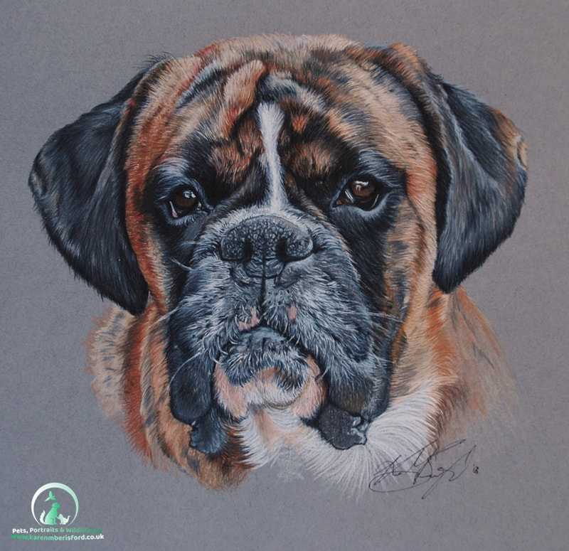 Coloured pencil drawing of a brindle Boxer dog called Digit
