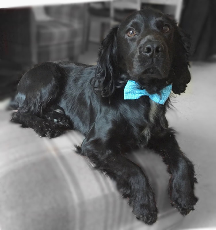 Black Cocker spaniel in blue bow called Benny