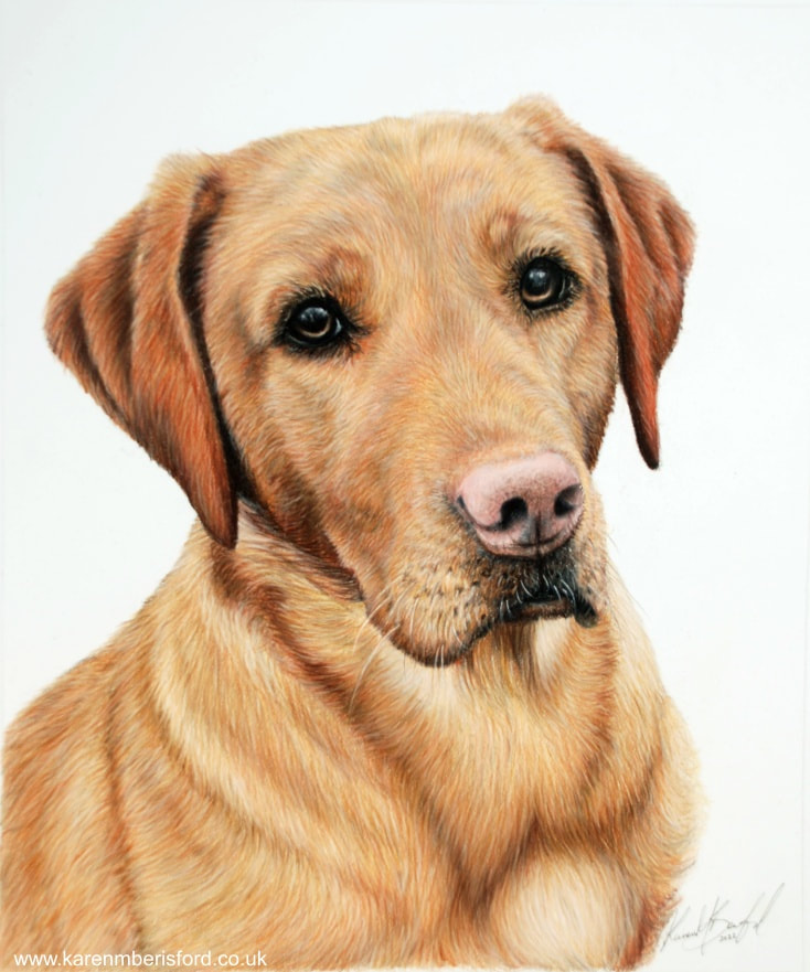 coloured pencil drawing of a Red Fox Labrador