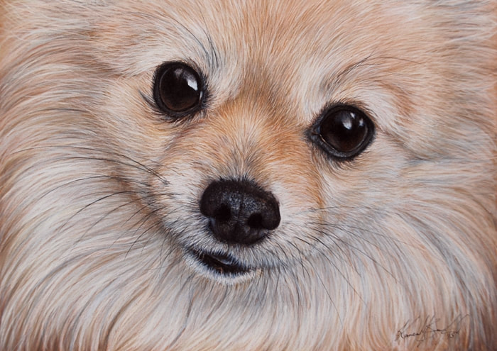 Pomeranian dog coloured pencil drawing