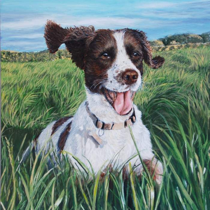 Dudley the Springer Spaniel acrylic painting