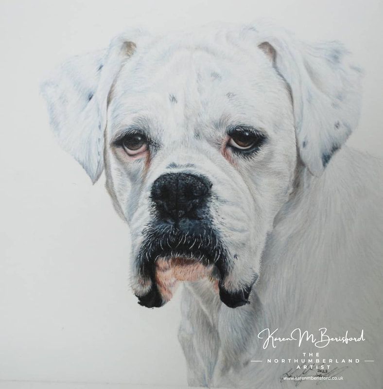 A lifelike coloured pencil drawing of a white Boxer dog called Carrot