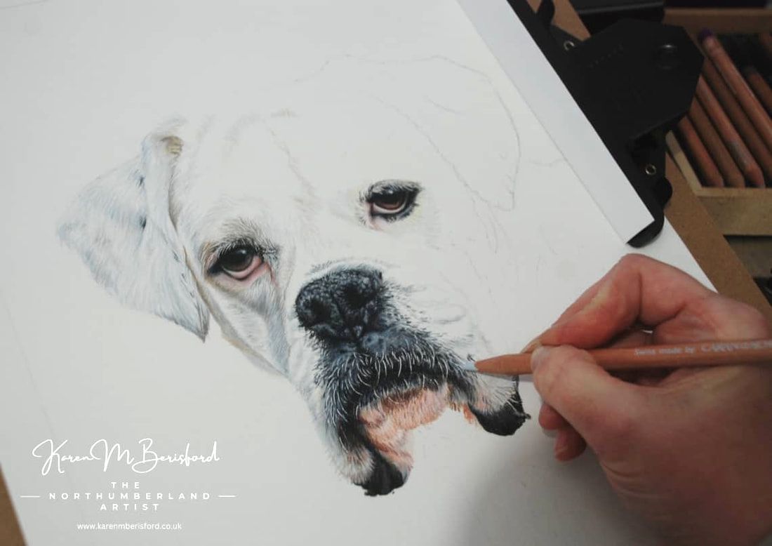 The process of application working with coloured pencils of a white Boxer dog