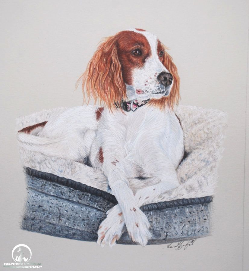 Coloured pencil portrait of a Red and White Setter called Inis