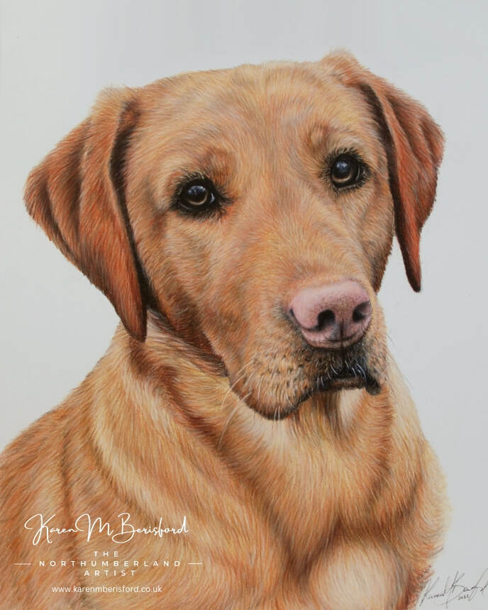 The completed coloured pencil drawing of a Red Fox Labrador