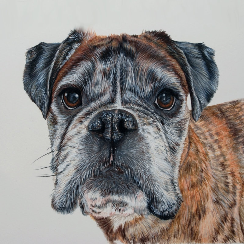 Fawn Boxer dog coloured pencil drawing