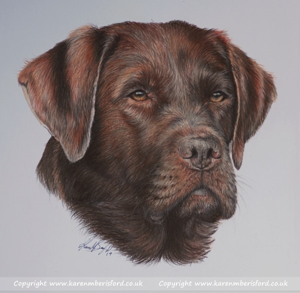 Chocolate Labrador completed in Coloured pencils by UK Artist Karen M Berisford