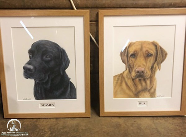 Labrador retrievers coloured pencil portraits framed in wooden mouldings