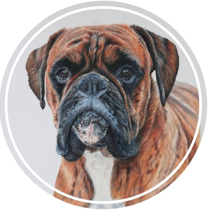 Boxer dog in coloured pencils