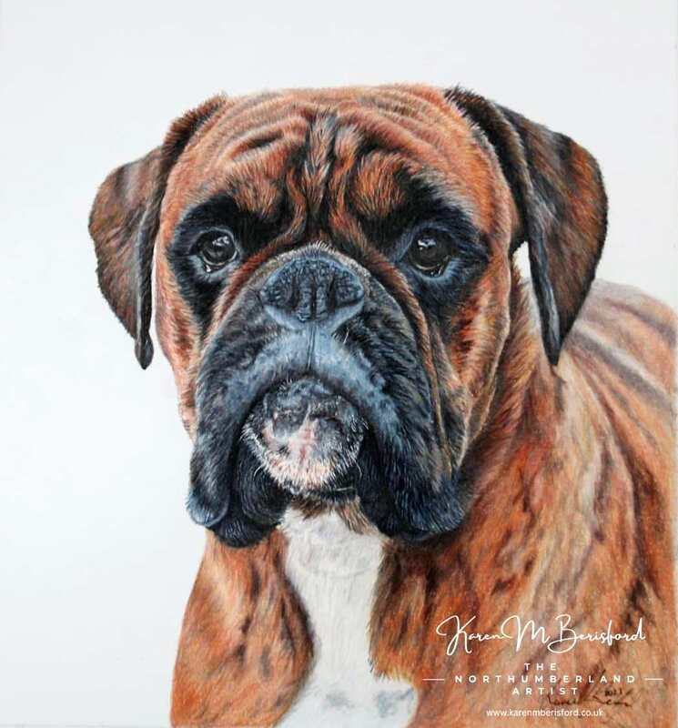 Lifelike coloured pencil drawing of a fawn Boxer dog