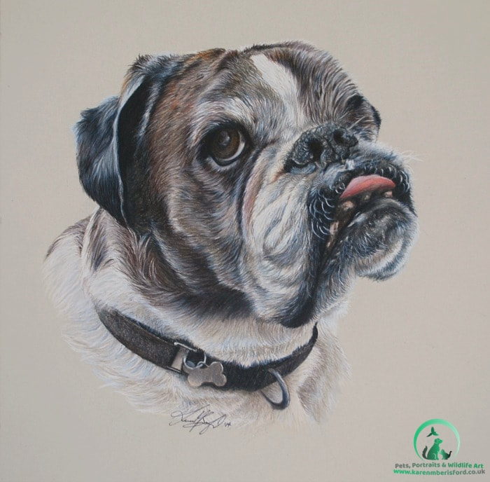 Male brindle Boxer dog in Coloured pencil