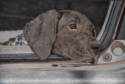 German shorthaired pointer coloured pencil drawing