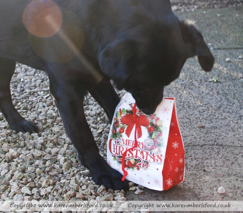 Black Labrador dog trying to tear open a large christmas gift bag