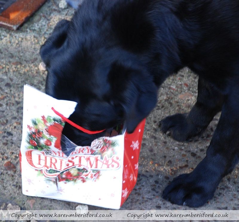 Black Labrador dog ripping open a large christmas gift bag containing a dog bone