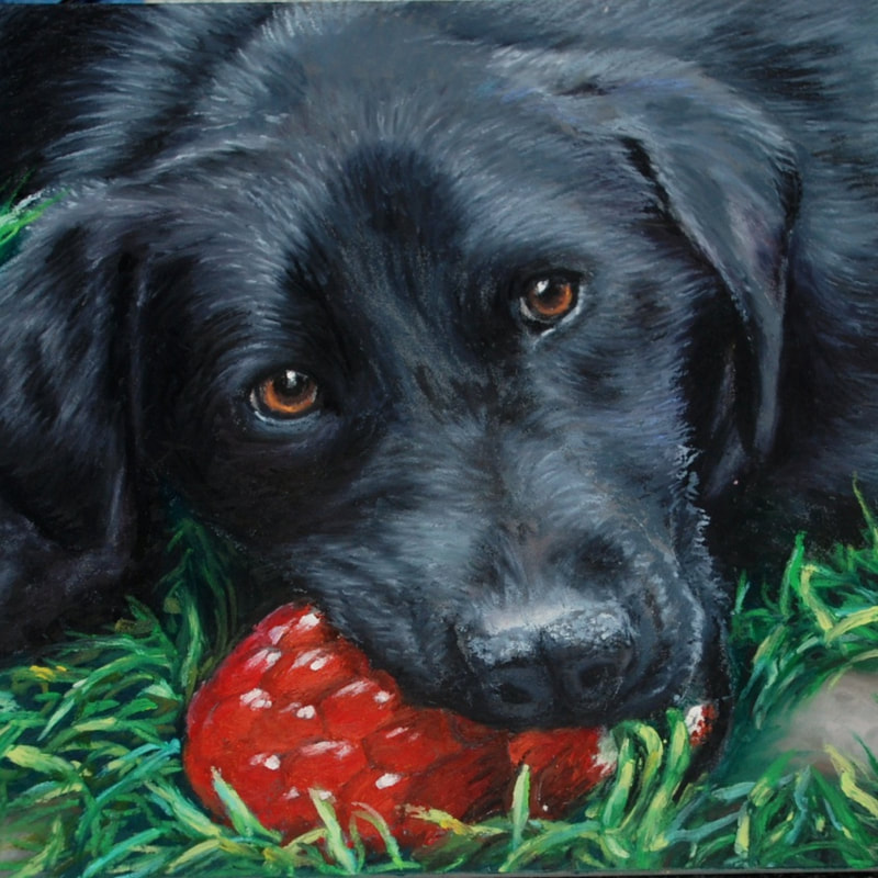 Black Labrador and squeaky raspberry oil pastel painting