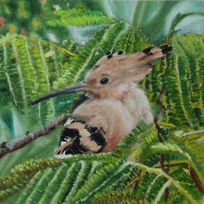 Hoopoe bird in oil pastels