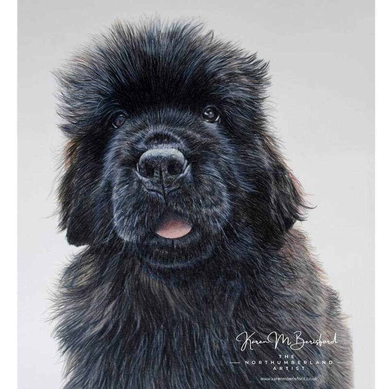 Newfoundland pup in coloured pencils