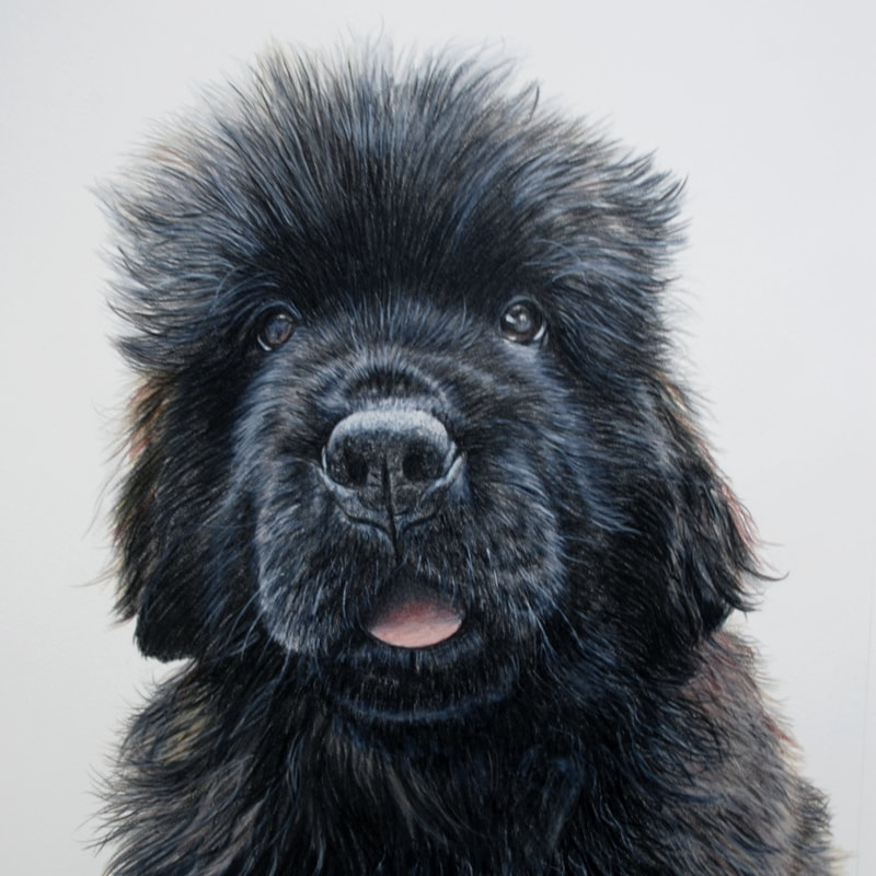 young Newfoundland dog Coloured pencil drawing