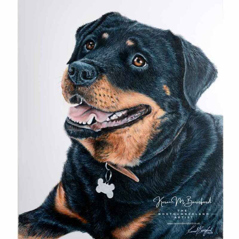 Rottweiler dog - Lifelike coloured pencil drawing