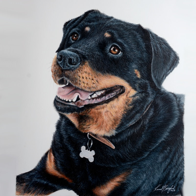 Rottweiler coloured pencil drawing