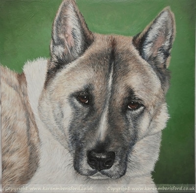 Akita dog painted in Acrylics on board