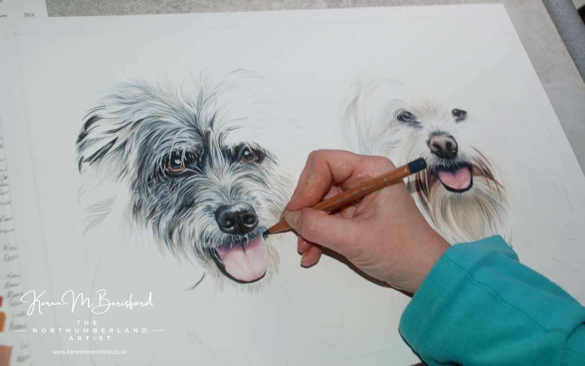 The process of layering with coloured pencils on a mixed breed dog called Kudu