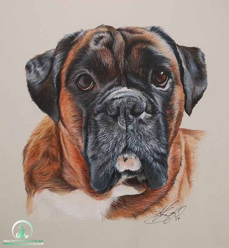 Male Brindle Boxer Dog in Coloured pencils