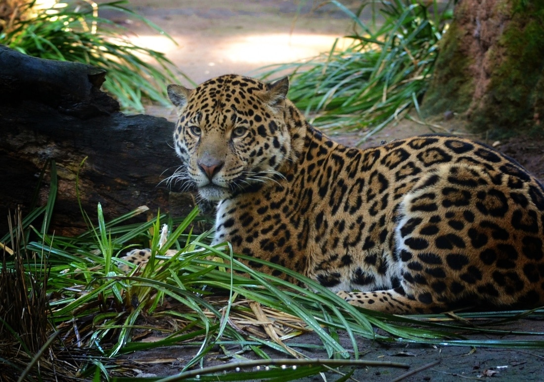 Jaguar in greenery