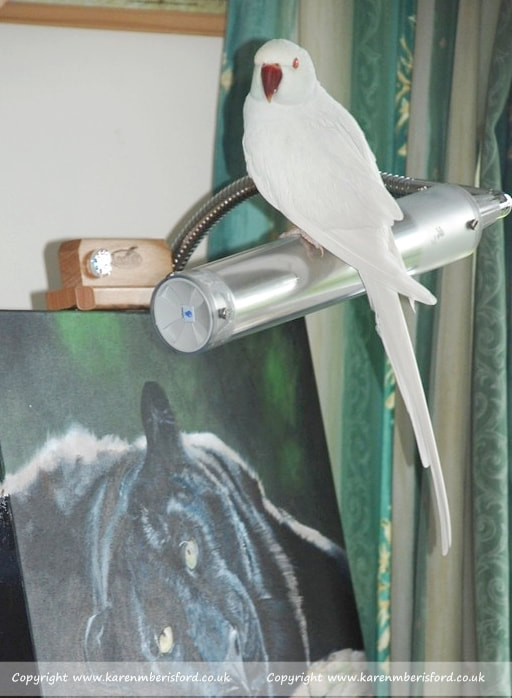 Albino Ring neck Parakeet sat on a Daylight Lamp in Karen M Berisford's Art studio