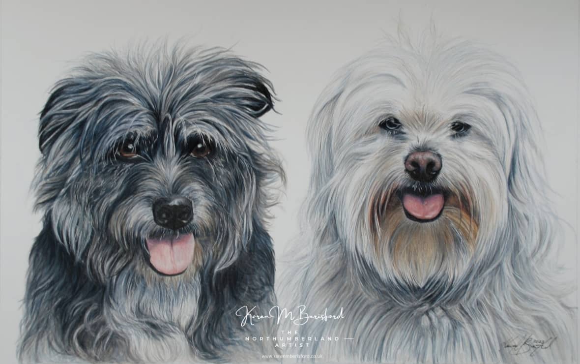 A coloured pencil drawing of two mixed breed dogs called Masuda and Kudu