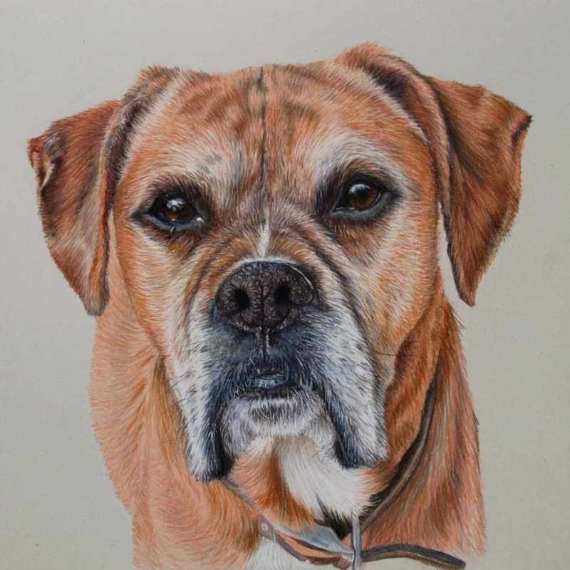 Fawn boxer dog coloured pencil drawing