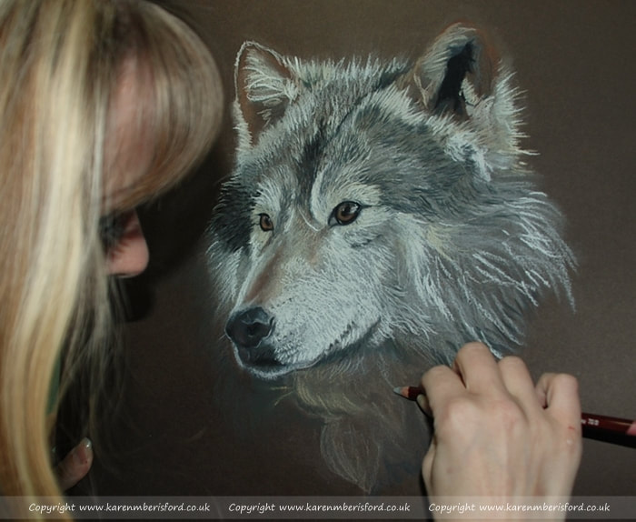 Pastel portrait of a wolf