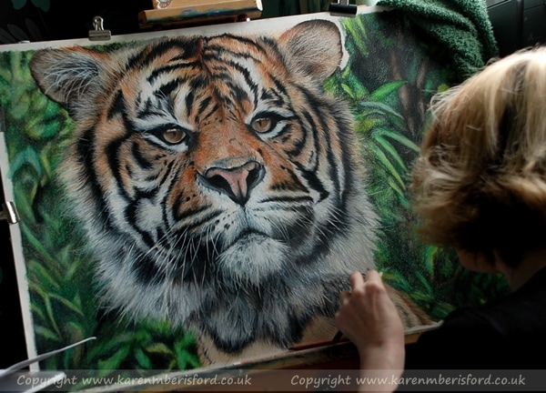 Sumatran Tiger being created in Coloured pencils with Artist Karen M  Berisford beside the portrait for scale