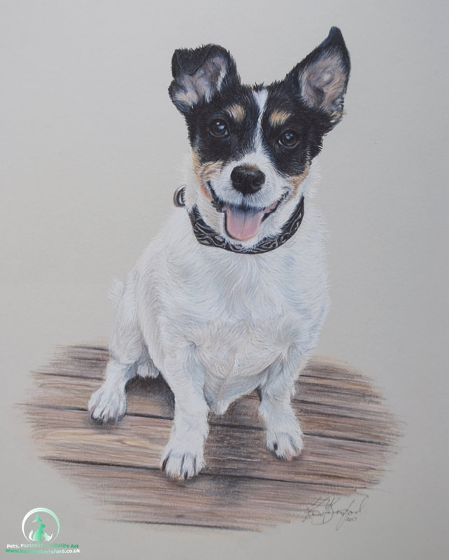 Jack Russell portrait in coloured pencils