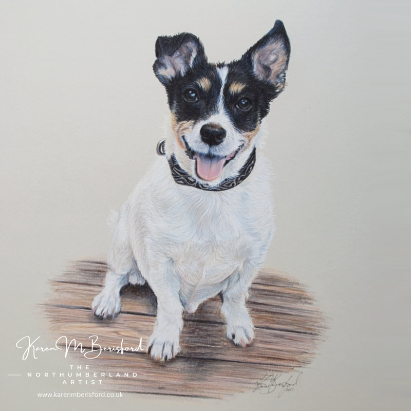 Milo - Jack Russell coloured pencil drawing