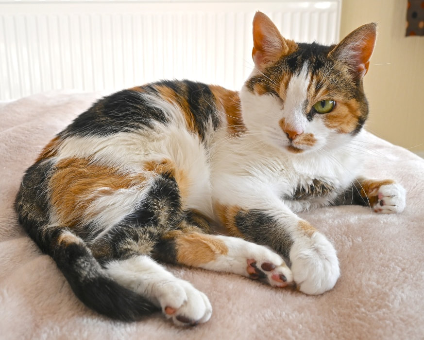 Photograph of Mindy, a calico shorthaired cat