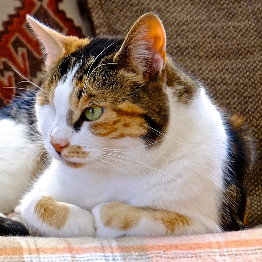 Mindy calico shorthaired cat