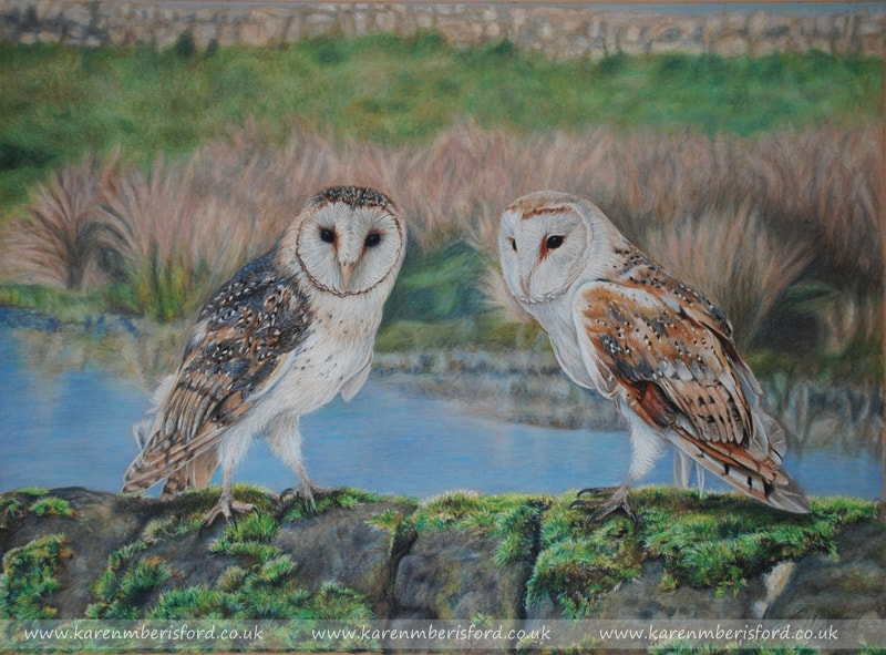 male and female barn owls in coloured pencils