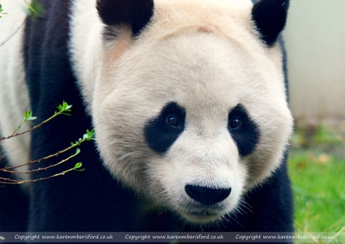 Giant Panda photo 
