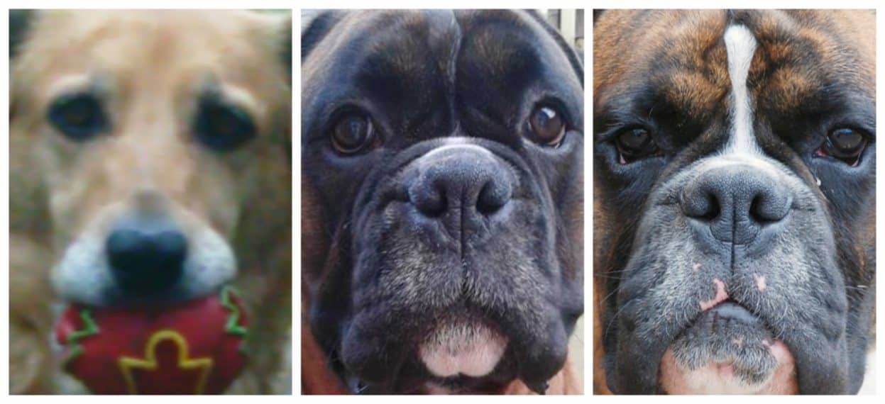 Labrador/Collie cross and 2 Brindle Boxer photographs side by side for photographic detail comparison