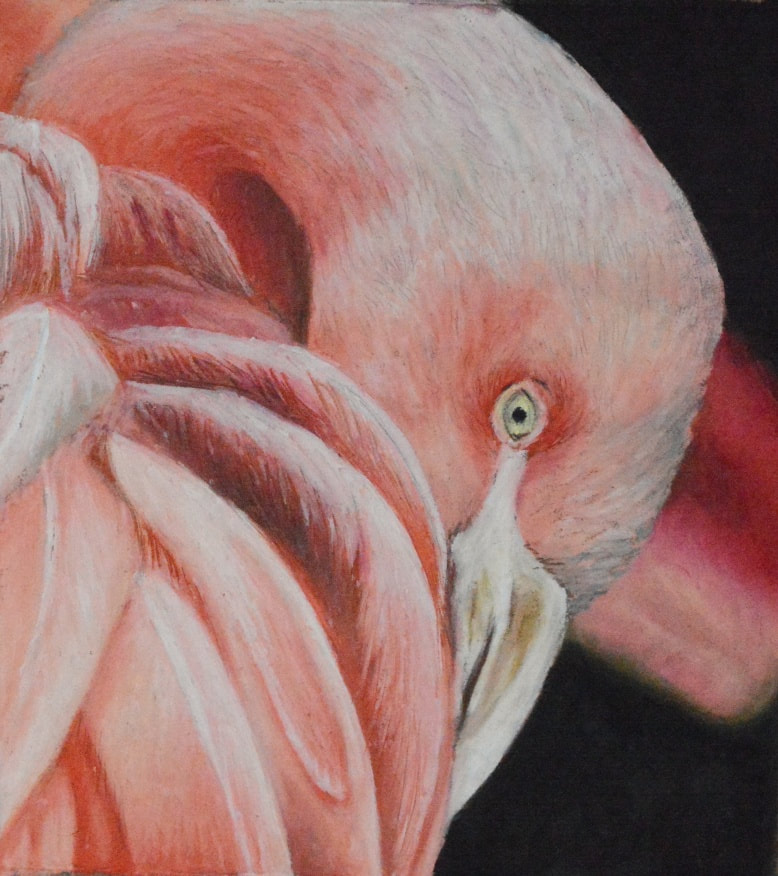 Pink Flamingo in oil pastel paintings