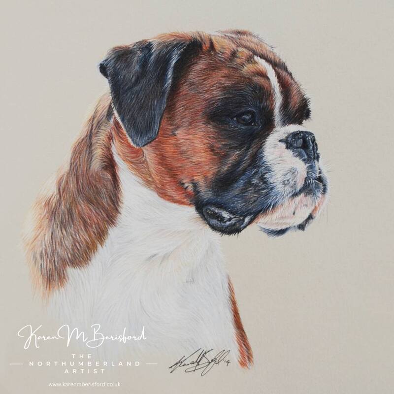 Lifelike coloured pencil drawing of a Fawn Boxer dog