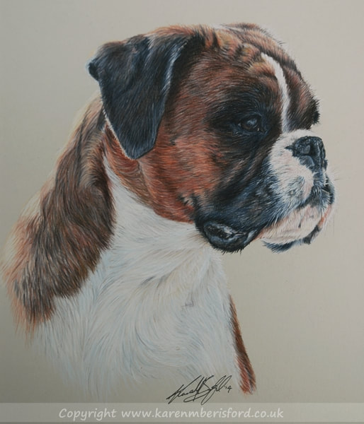 Boxer dog drawing in coloured pencils