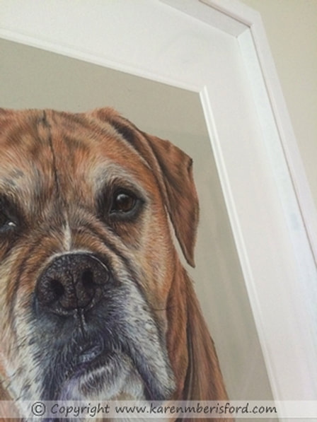 Coloured pencil drawing of a fawn boxer dog in a white frame