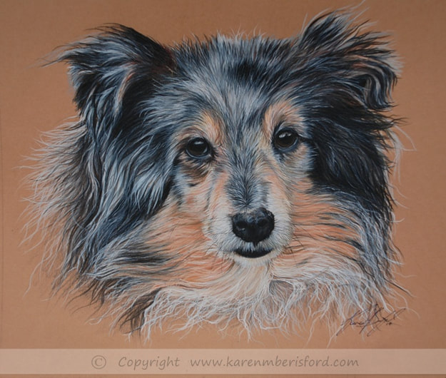 Final pencil portrait of a tri coloured shetland sheepdog commissioned in coloured pencils